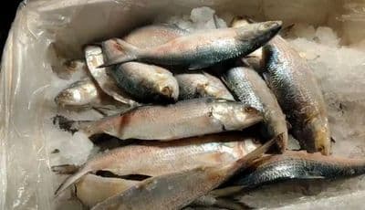 ইলিশ