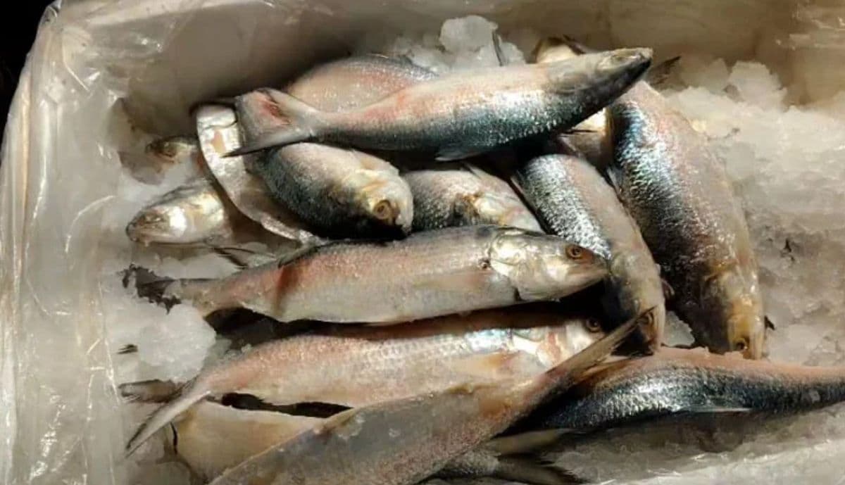 ইলিশ